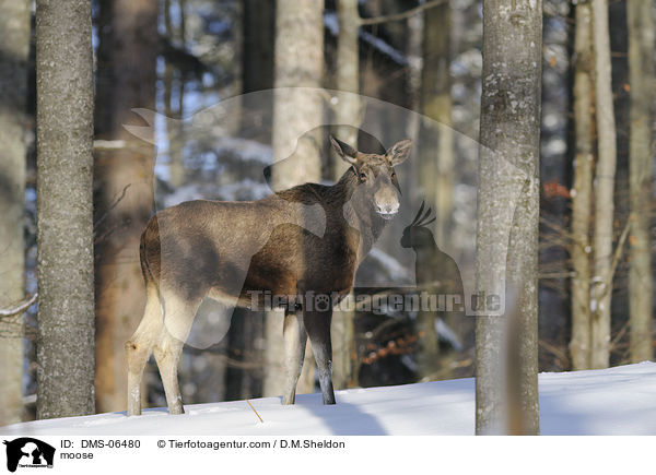 Elch / moose / DMS-06480