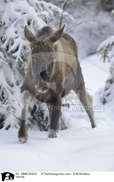 Elch / moose / DMS-06503