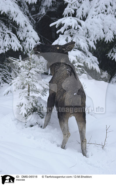Elch / moose / DMS-06516