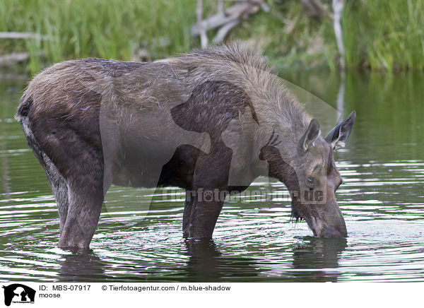 moose / MBS-07917