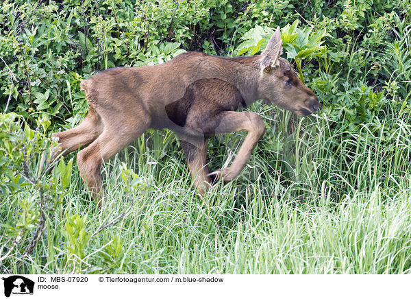 moose / MBS-07920