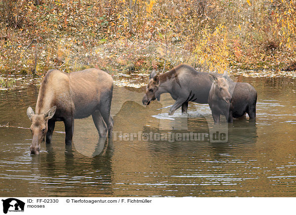 mooses / FF-02330