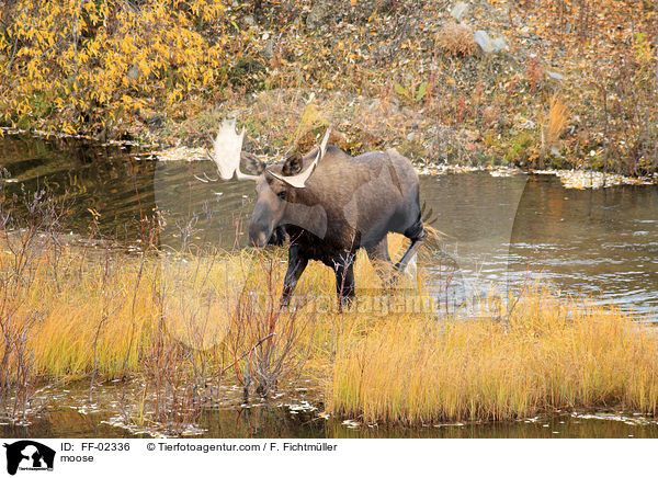 moose / FF-02336