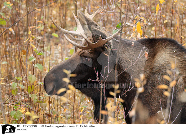 moose / FF-02338