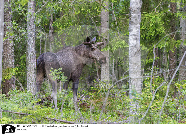 moose / AT-01822