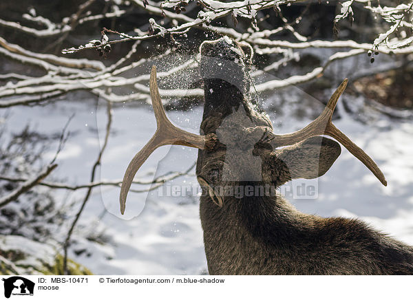 Elch / moose / MBS-10471