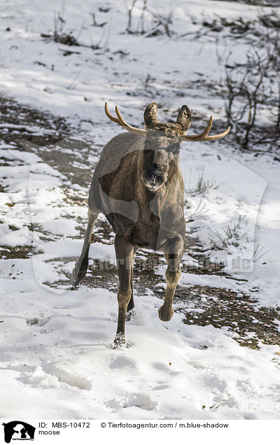 Elch / moose / MBS-10472