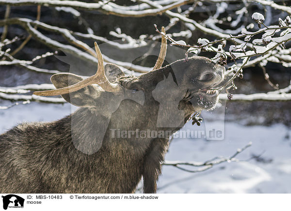 Elch / moose / MBS-10483