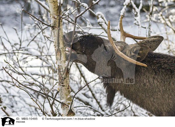 Elch / moose / MBS-10485