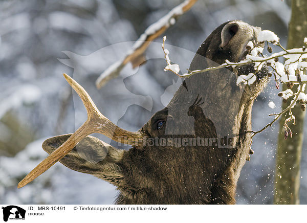 Elch / moose / MBS-10491