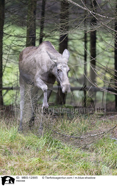 moose / MBS-12885