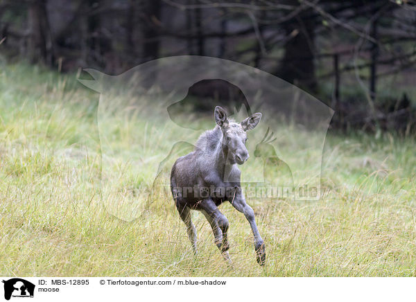 moose / MBS-12895
