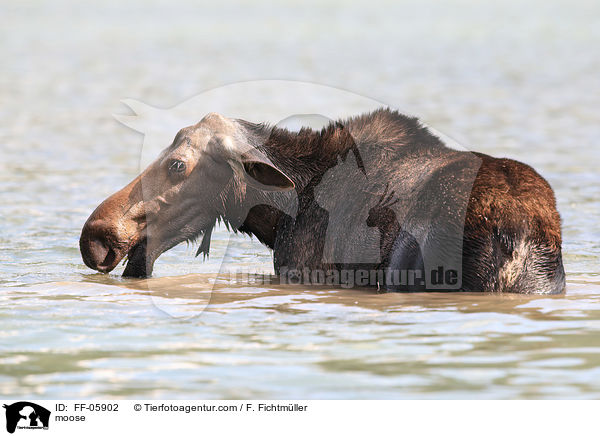 Elch / moose / FF-05902