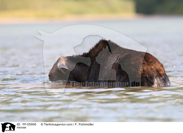 Elch / moose / FF-05906