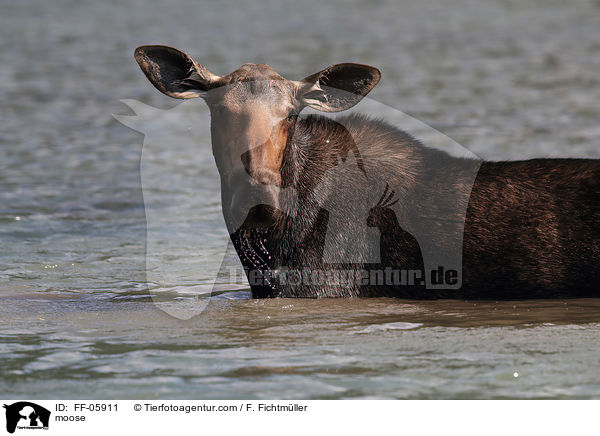Elch / moose / FF-05911