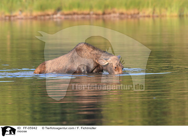 Elch / moose / FF-05942