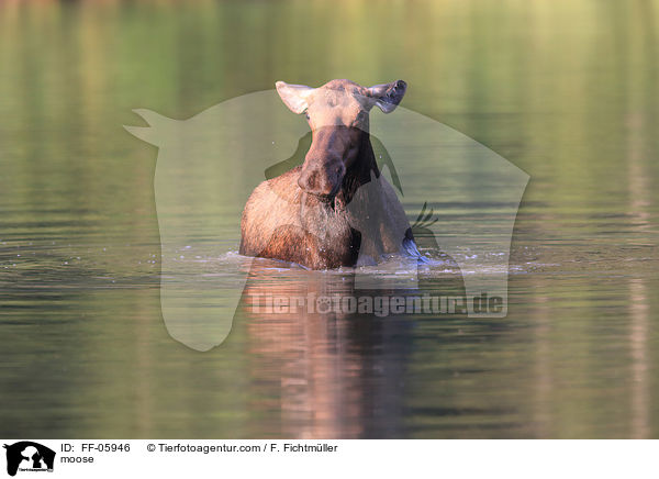 moose / FF-05946