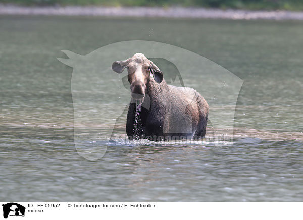 Elch / moose / FF-05952