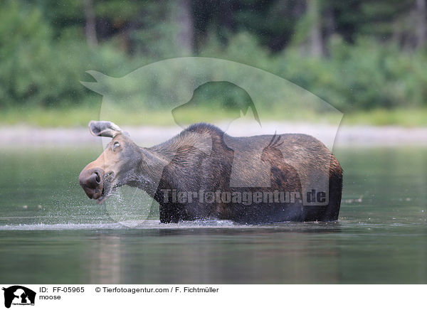 Elch / moose / FF-05965