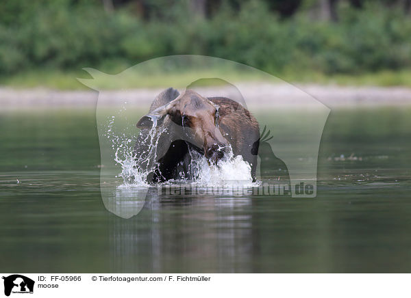 moose / FF-05966