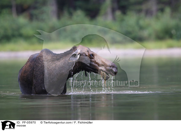Elch / moose / FF-05970