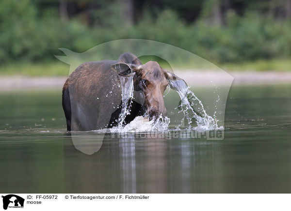 moose / FF-05972