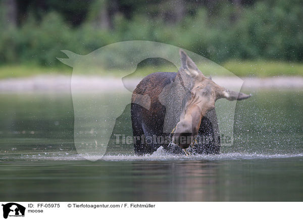 moose / FF-05975