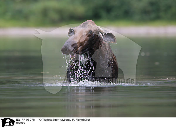 Elch / moose / FF-05978