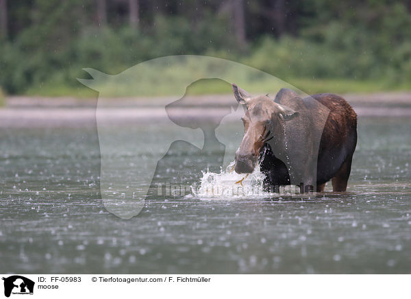 moose / FF-05983
