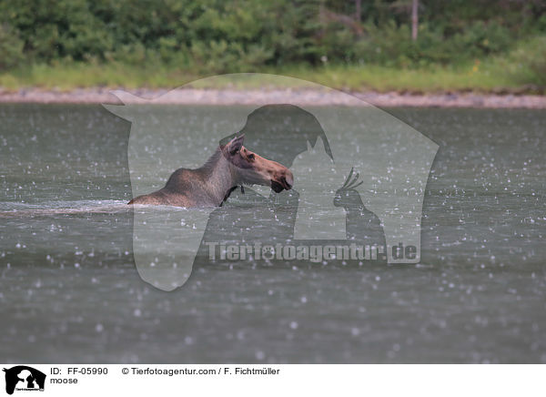 Elch / moose / FF-05990