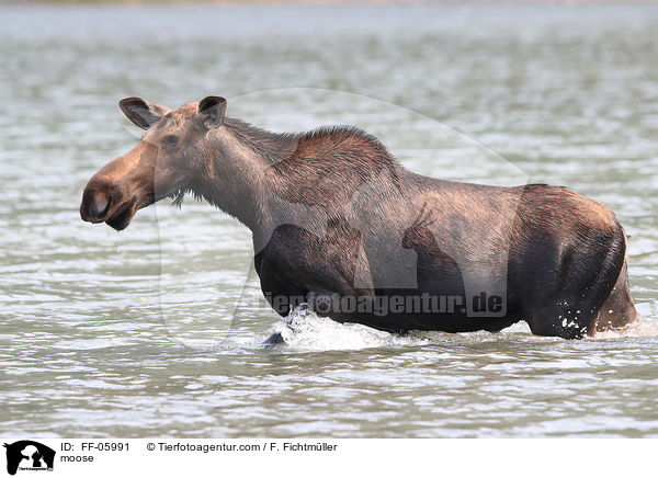 moose / FF-05991