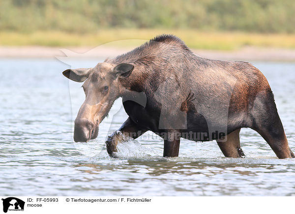 Elch / moose / FF-05993