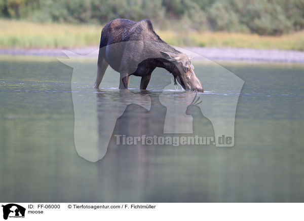 Elch / moose / FF-06000