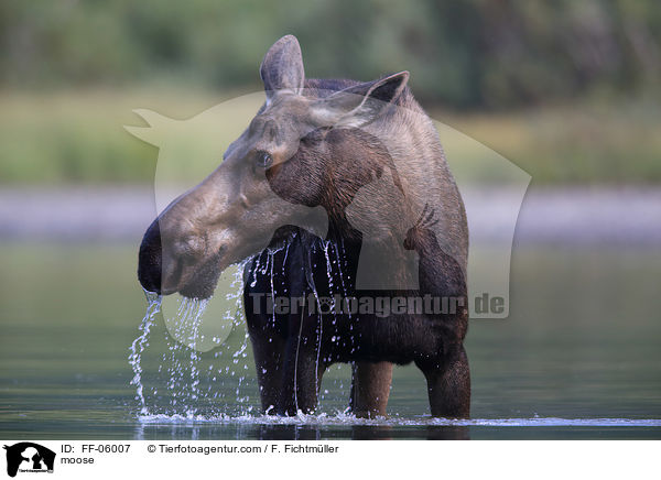 moose / FF-06007