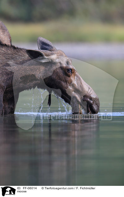 Elch / moose / FF-06014