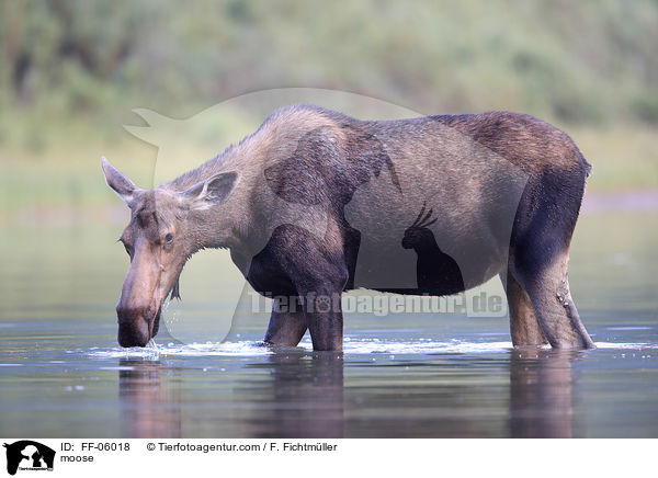 Elch / moose / FF-06018
