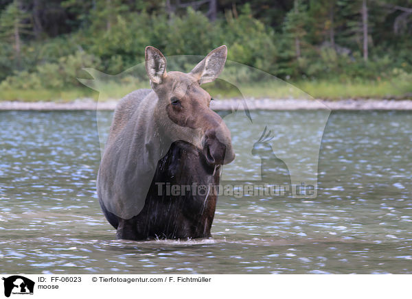 Elch / moose / FF-06023