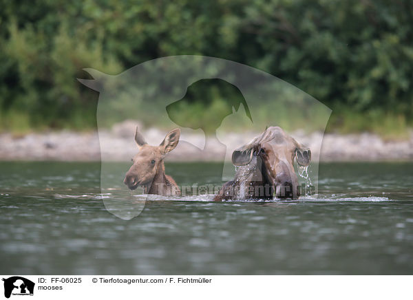 Elche / mooses / FF-06025