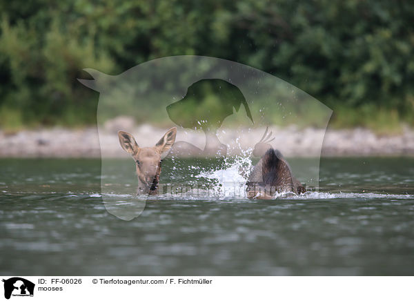 Elche / mooses / FF-06026