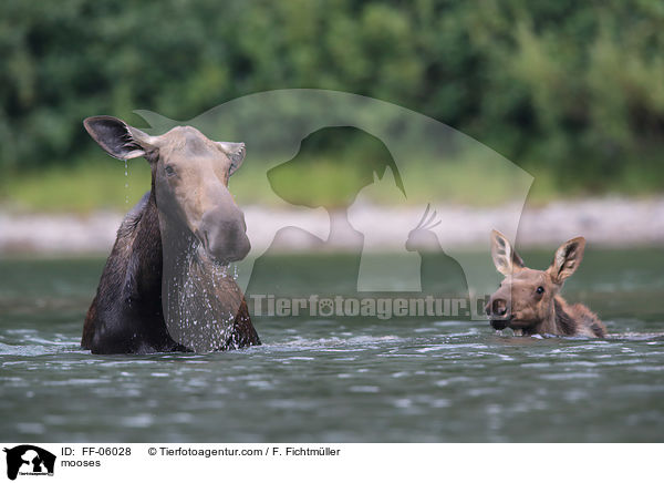mooses / FF-06028