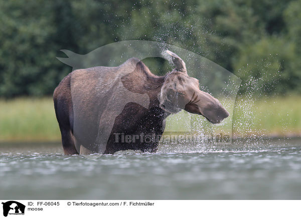 moose / FF-06045