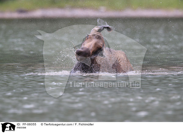 moose / FF-06055