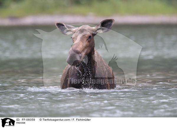 moose / FF-06059