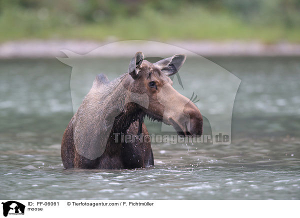 moose / FF-06061
