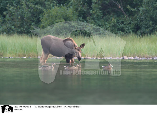 moose / FF-06071
