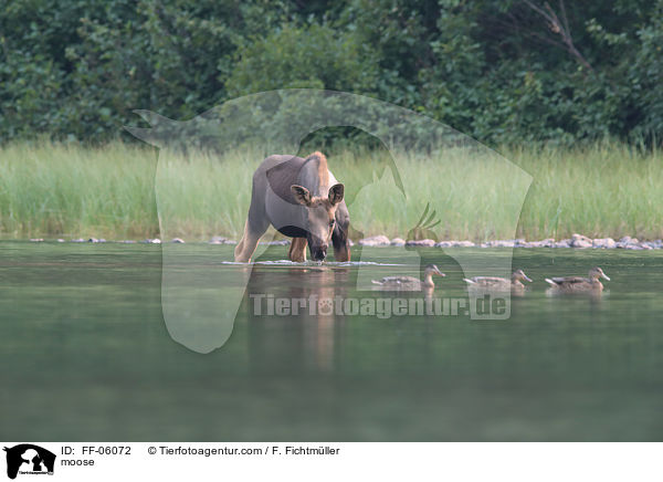 moose / FF-06072