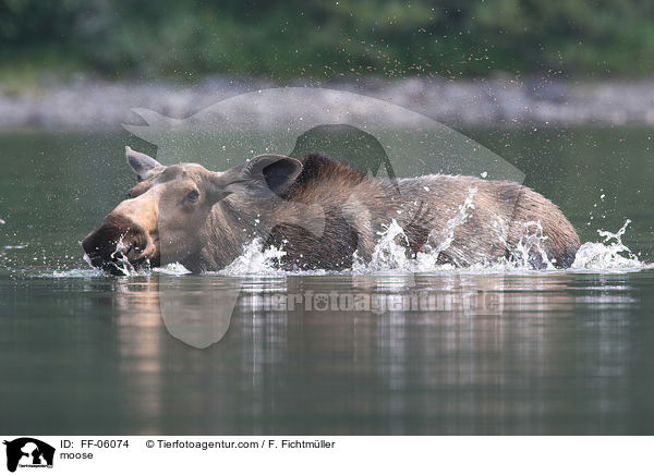 Elch / moose / FF-06074