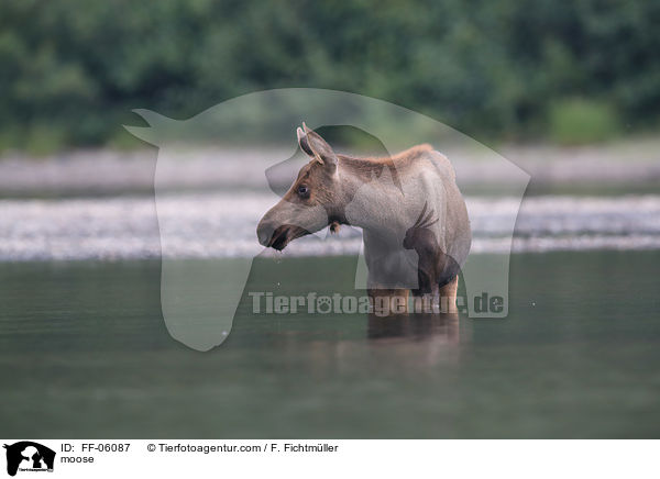 Elch / moose / FF-06087
