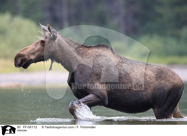 moose / FF-06112