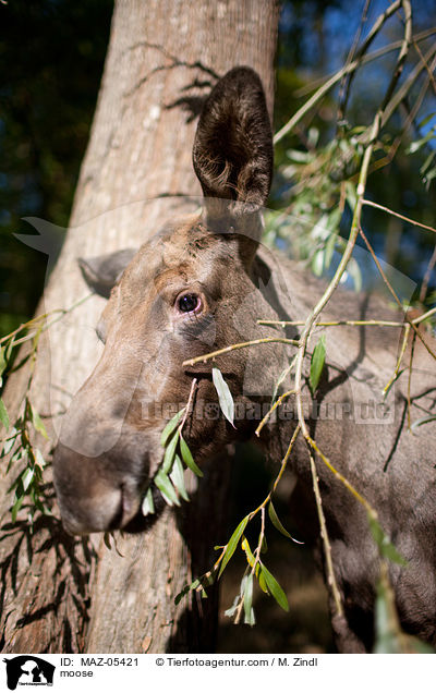 moose / MAZ-05421